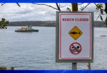 Sydney Coast Hit by Three Shark Attacks in 24 Hours, Two Critically Injured