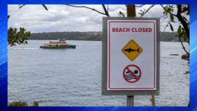 Sydney Coast Hit by Three Shark Attacks in 24 Hours, Two Critically Injured