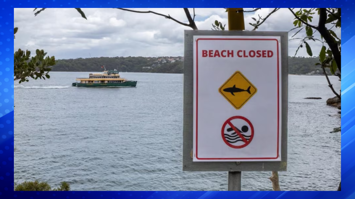Sydney Coast Hit by Three Shark Attacks in 24 Hours, Two Critically Injured