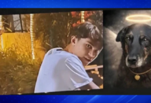 Zampieri Igor and Evandro Daux Mussi Boabaid Identified as Suspects in Killing of Community Dog at Praia Brava