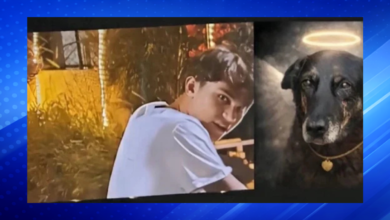 Zampieri Igor and Evandro Daux Mussi Boabaid Identified as Suspects in Killing of Community Dog at Praia Brava