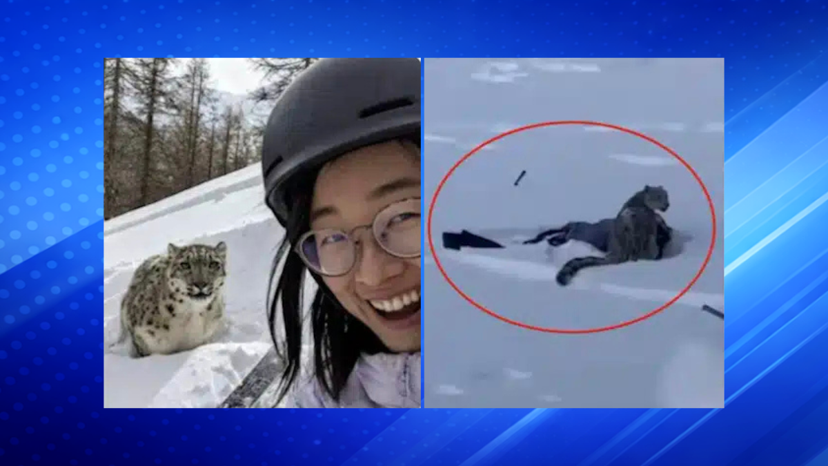 Woman Nearly Loses Face After Taking Selfie With Snow Leopard