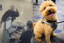 26-Year-Old Woman Taken Into Custody in Connection With Puppy Abandonment at Las Vegas Airport