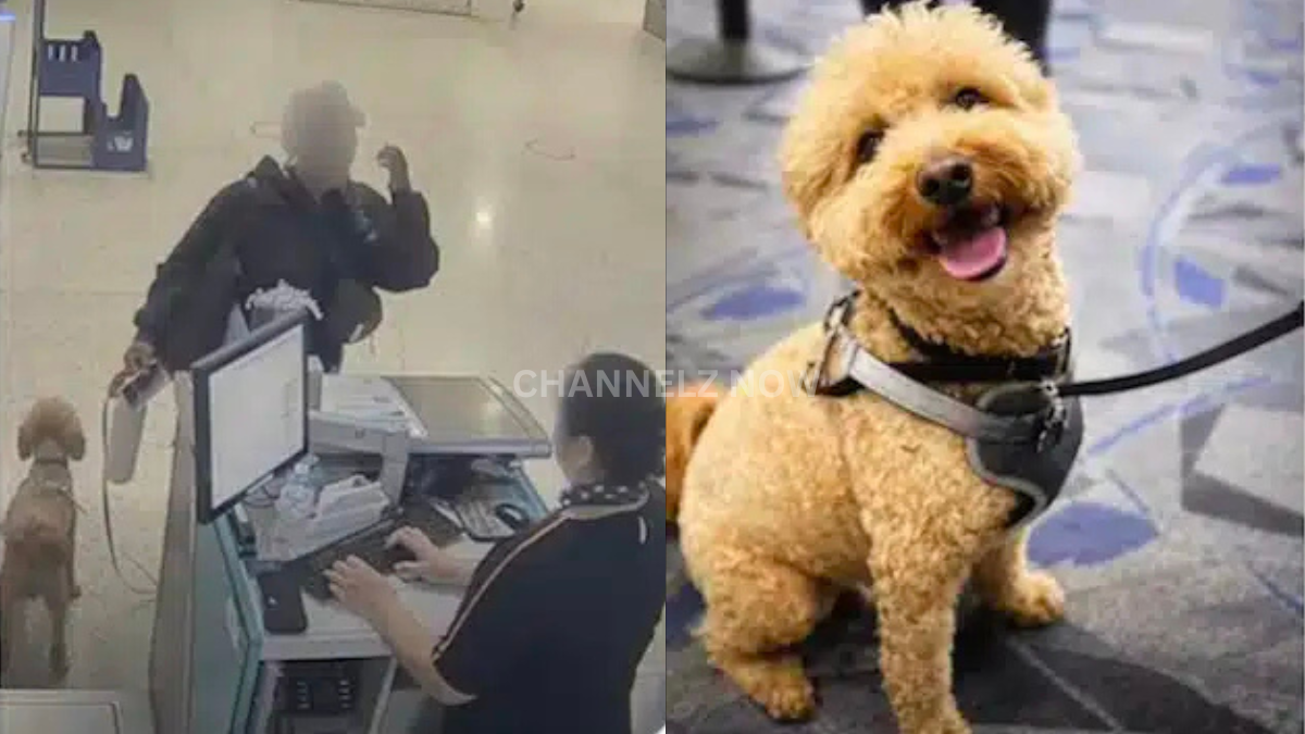 26-Year-Old Woman Taken Into Custody in Connection With Puppy Abandonment at Las Vegas Airport