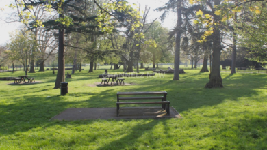 Peckham Rye Park Incident: Met Police Respond to Serious Stabbing Report