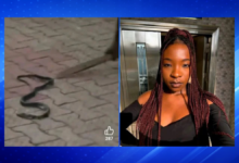 Reports Say Ifunanya Nwangene Killed Following Two Snake Bites Incident