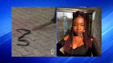 Reports Say Ifunanya Nwangene Killed Following Two Snake Bites Incident